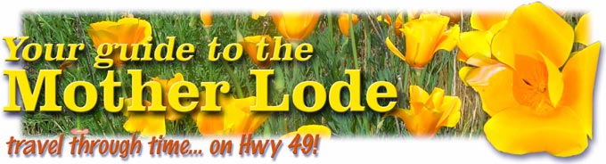 California Poppies
